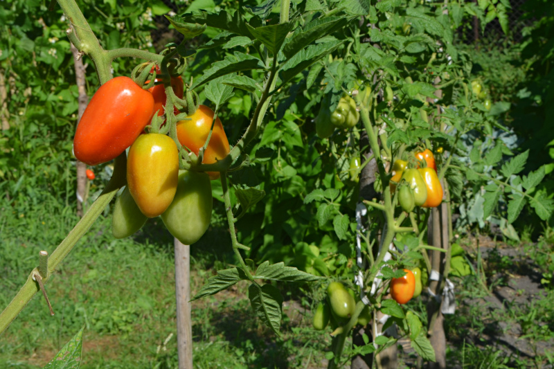 Pomidory San Marzano