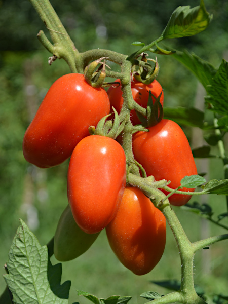 Pomidory San Marzano